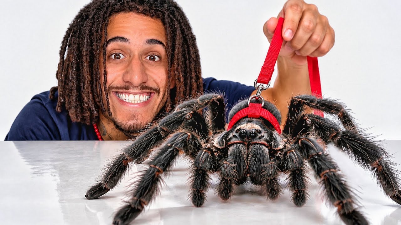 COMO É TER UMA ARANHA DE ESTIMAÇÃO
