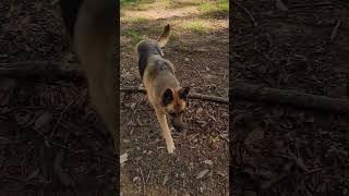 A Walk in the Woods with Marley | Fresh Air, Sunshine &amp; Feeling Better