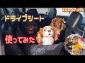 使ってみた！愛犬用ドライブシート！ワンコと楽しくドライブ♪【winsun】Cavalier King Charles Spaniel