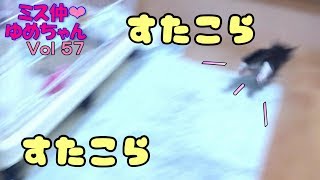 【子猫 成長記録57】子猫をお部屋の外に誘ったら逃げられた【cute Kitten 57】 【子猫 成長記録57】子猫をお部屋の外に誘ったら逃げられた【cute Kitten 57】