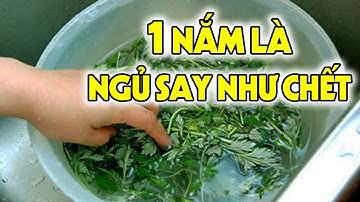 Mất Ngủ Thậm Chí MẤT NGỦ MÃN TÍNH Cũng Ngủ Ngon Sau 1 Phút Chỉ Cần 1 Nắm Cây Này