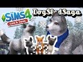 Snowy Surprise of Silver Fox & Husky Puppies?! 🐶🎄