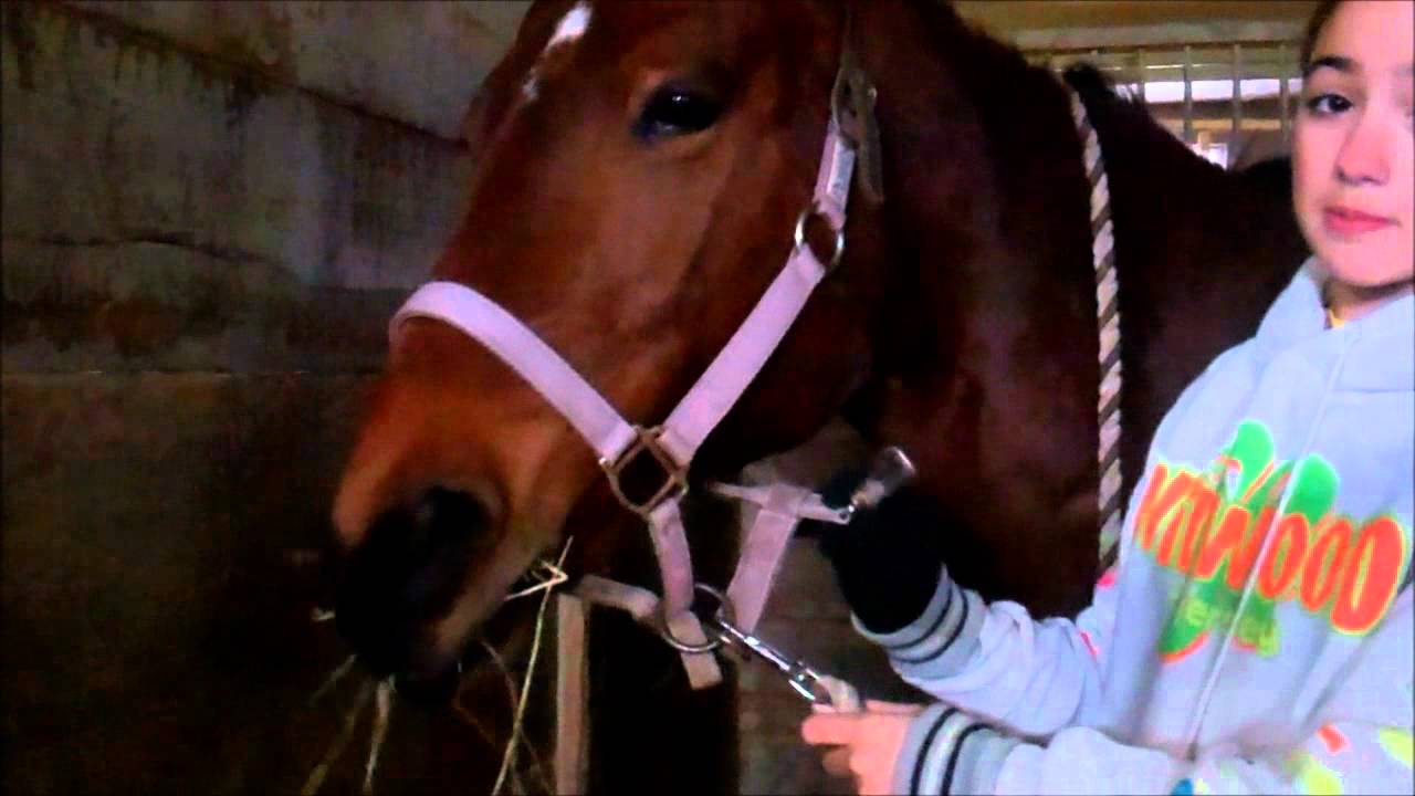 Forum on this topic: How to Halter a Horse, how-to-halter-a-horse/ Discussion on this topic: How to Halter a Horse, how-to-halter-a-horse/