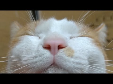 こたつ猫LIVE配信　211203