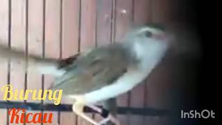 Ciblek ngebren ful tembakan nonstop