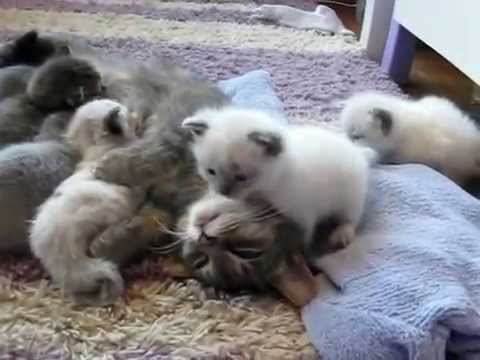 Kitten hug and kiss Mommy Cat (Gattino abbraccia Mamma Gatto)