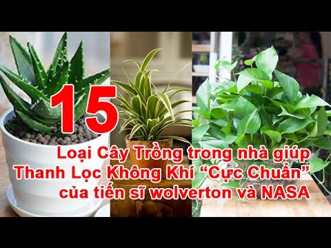 Video: Cây Giúp Thanh Lọc Không Khí Trong Nhà