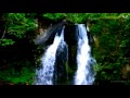 【作業用BGM・勉強用BGM】滝と小鳥のさえずり3時間版