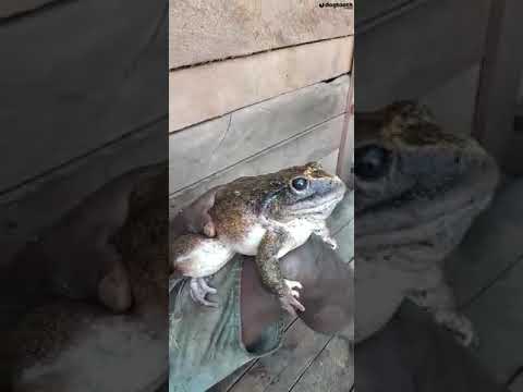 Frog Found as Big as Human Baby || Dogtooth Media