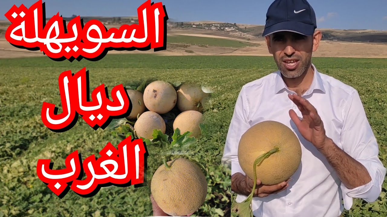 سويهلة ديال الغرب شراردة بني حسن من منطقة حجاوة المليح كاين