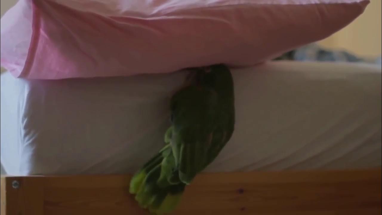 Пропитывает подушку киской. Подушечки котика. Мужчины трутся об подушки. Простая котоподушка своими руками. Подушка под руку.