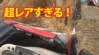 【会社員実家農業手伝う】2020年ヤンマーコンバインAE447の運転席から麦刈りを・・・豊作編