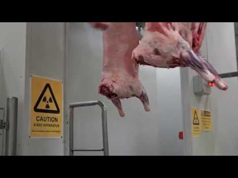 Automated Lamb Processing at JBS Bordertown