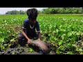 Unbelievable Big Hand Fishing.  Traditional Boy Catch  Catfish  By Hand In Big River .