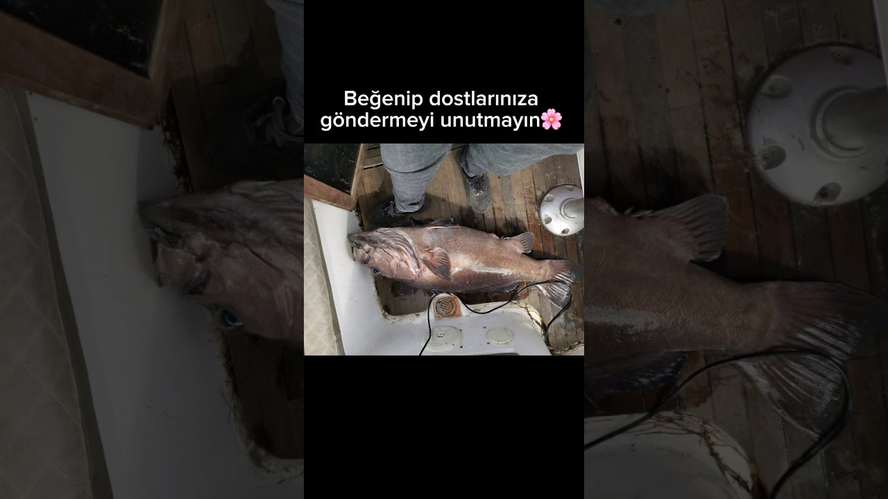 Kremalı Balık Denedik😋 #grida #pörtlek #yemek #tarif #yemektarifi #balıktarifi #kremalıbalık #balık Kremalı Balık Denedik😋 #grida #pörtlek #yemek #tarif #yemektarifi #balıktarifi #kremalıbalık #balık