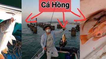 Câu cá biển gần bờ,câu mini jig cùng ae tại kè resort NOWA. Cá Hồng, cá bè.@