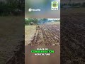 Why Kenyan Farmers are Switching to Conservation Agriculture