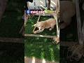 chhu kar mere man ko 🧿🩷#youtubeshorts #shortvideo #viralvideos #doglove #cute#goldenretriever
