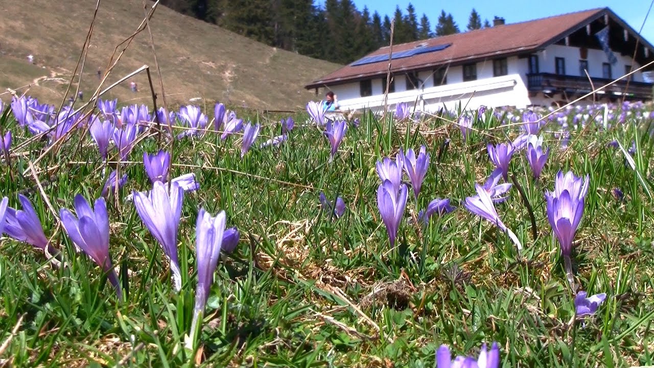 Krokusblüte am Heuberg vom 31.03.2017, Nußdorf Chiemgau