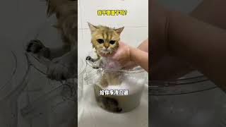 【牛奶是只猫】原来小猫咪也会放屁 image