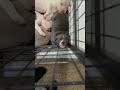 American bully sleeping #puppy