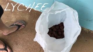 Music Video : Mr. Sun Cho Lee - (LIP-SYNC)