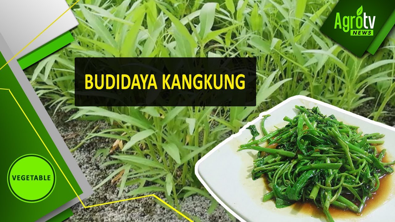 BUDIDAYA KANGKUNG 