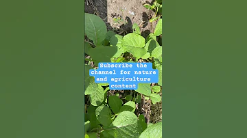 Collard Greens Sukuma Wiki Week 3 
