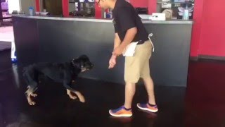 Trick Training With a  Rottweiler Puppy