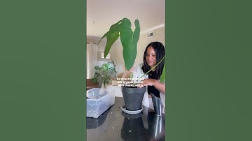 Repotting Anthurium Metallicum #houseplant #indoorplant