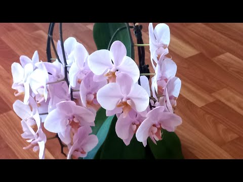 ДОМАШНЕЕ ЦВЕТЕНИЕ ОРХИДЕИ Салинас./ Розовое облачко из 26 цветов❗️😍//#orchids #orjidea