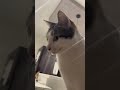 甘えたい時の小鉄さん🥰