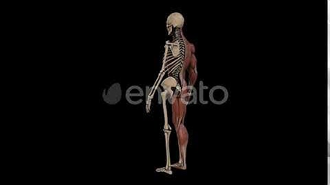 4K Male Anatomy | Motion Graphics - Envato elements