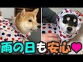 【柴犬姉妹】VERYさんのレインコートで雨でも楽しくお散歩！【Shibainu】