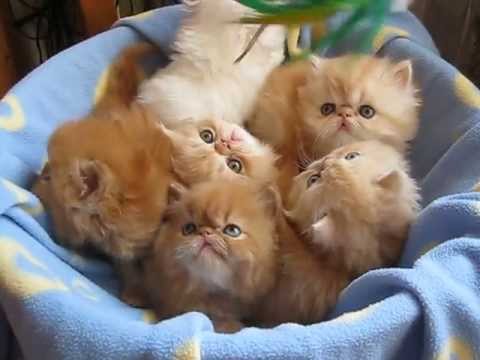 картинки персидских котят онлайн картинки персидских котят