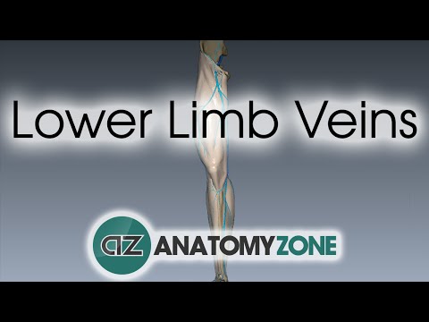 Lower Limb Veins Overview - 3D Anatomy Tutorial