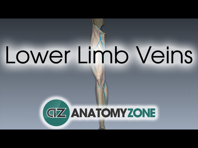 Lower Limb Veins Overview - 3D Anatomy Tutorial class=