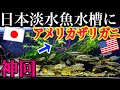 日本淡水魚水槽にザリガニ与えたらとんでもない結果に！【120cm水槽】
