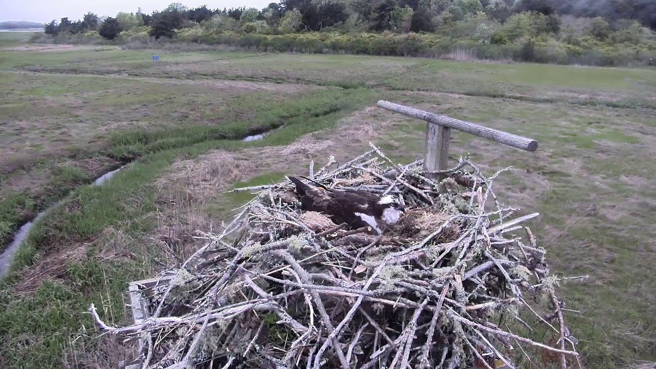 camera iphone 8 plus apk Cape Cod Museum of Natural History Live Stream