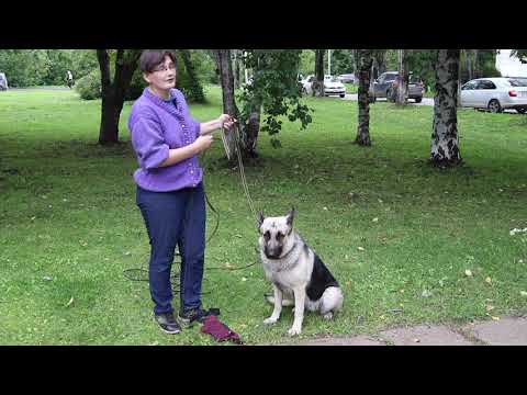 Видео: Инструменты дрессировки собак: Мартингейл ошейник