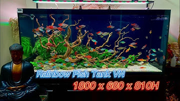 Rainbow Fish Tank - Hồ Cá Cầu Vồng Lũa Hoàng Cương - 180x68x81H - Philip Ngô