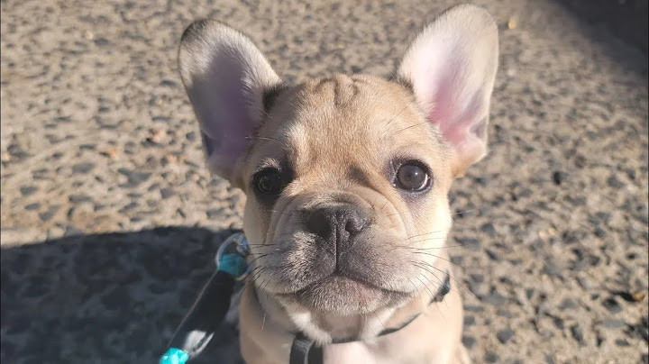 French bulldog puppies for sale indianapolis