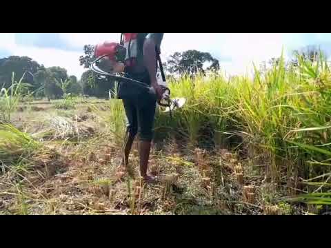 MASHINE YA KUVUNA MPUNGA KUPALILIA NA KUKATIA MAJANI GRASS CUTTER 255 677 296 169