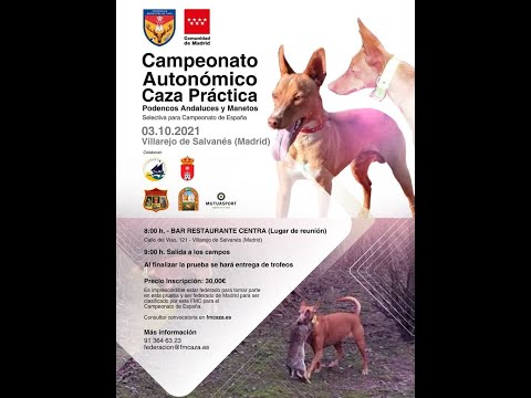 I Campeonato Autonómico de Caza Práctica para Podenco Andaluz y Maneto en Villarejo de Salvanés