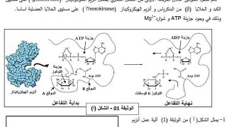 تمرين 7 إنزيمات وفق المنهجية، نشاط الهكسوكيناز. تمرين 5 نقاط