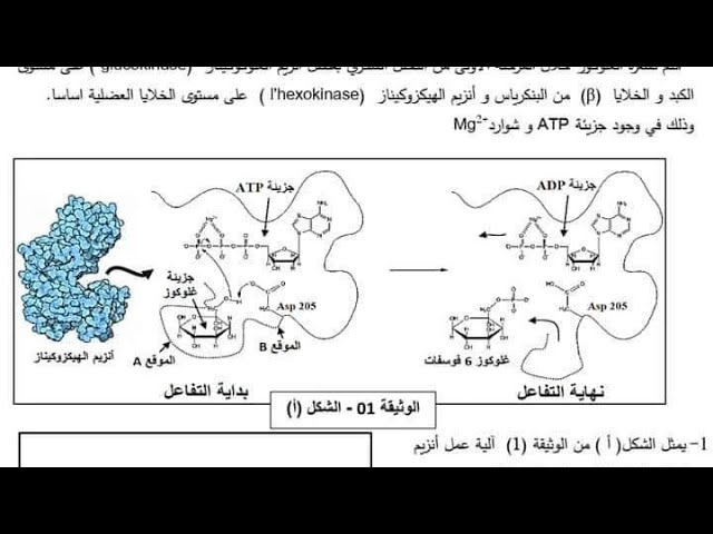 تمرين 7 إنزيمات وفق المنهجية، نشاط الهكسوكيناز. تمرين 5 نقاط