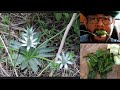 Comiendo plantas silvestres: "Cabezonas" o falsa hierva del sapo (Eryngium Carlinae).