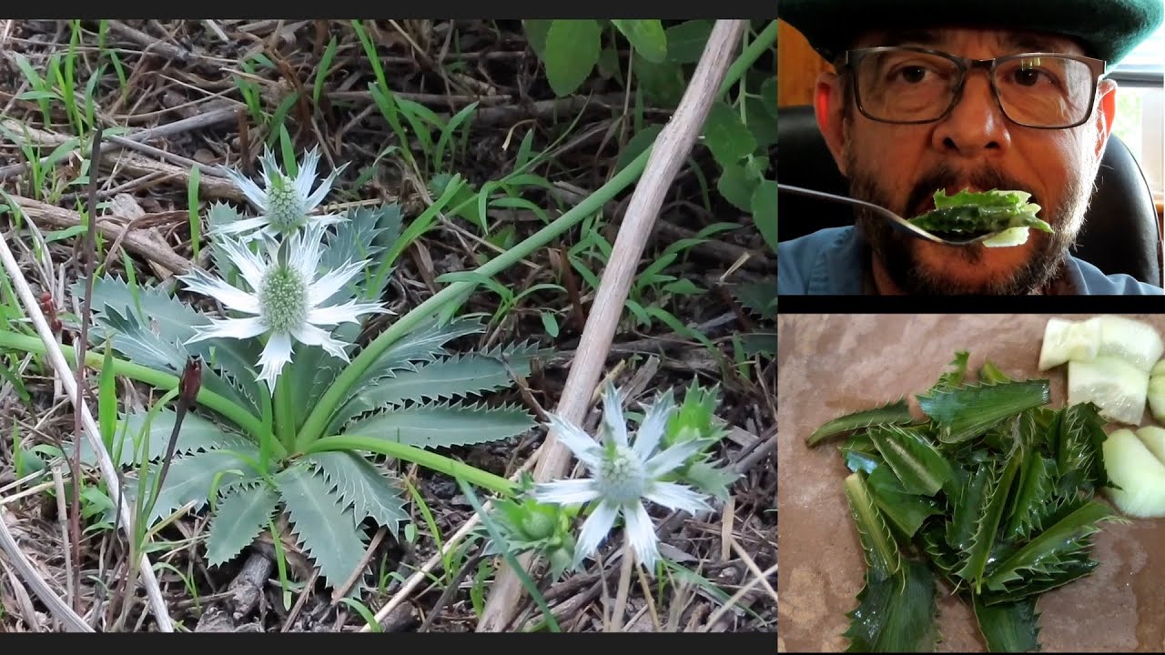 Comiendo plantas silvestres "Cabezonas" o falsa hierva del sapo