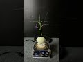Lightning + plants part2