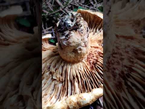 Video: Lactarius scrobiculatus, atau jamur jamur kuning